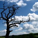 Tim Burton fantázia világában: egy művészeti utazás